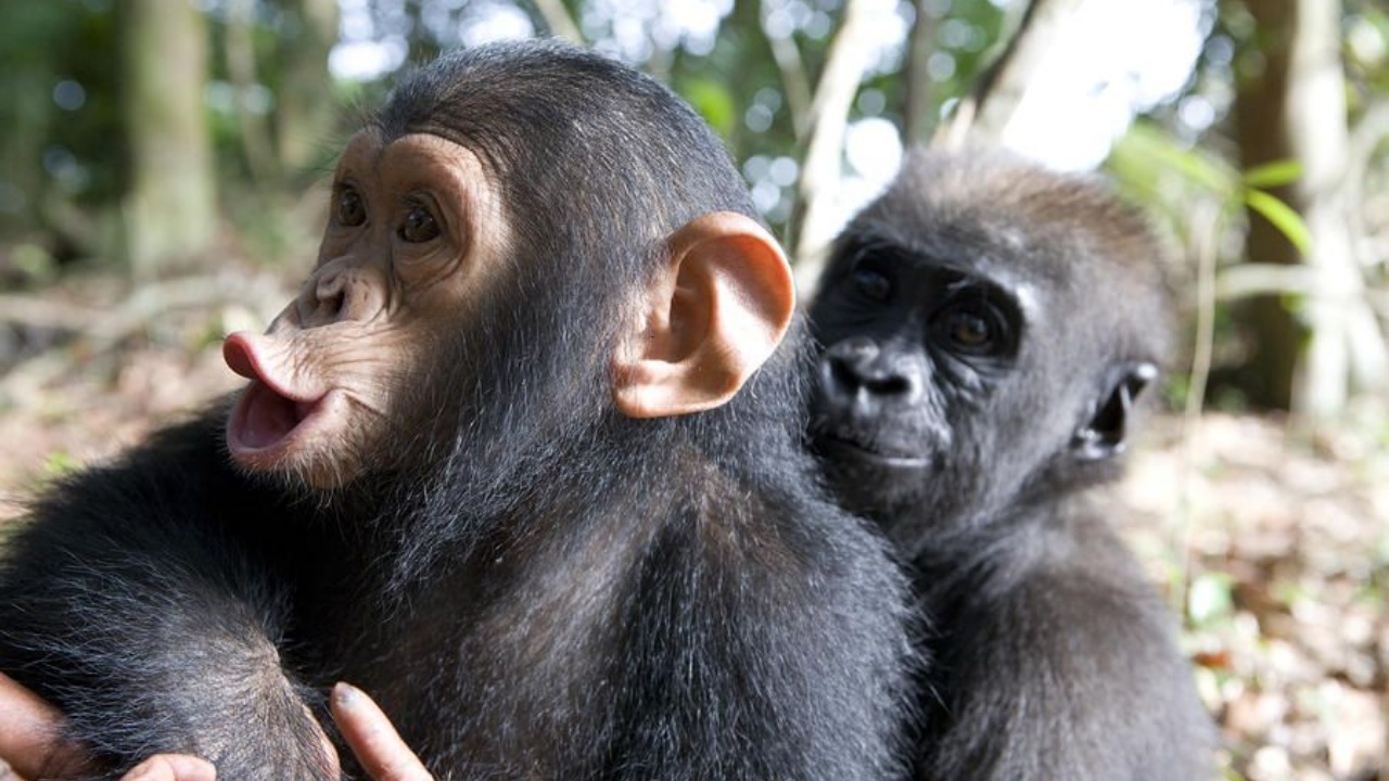 Due cuccioli di gorilla e scimpanzè che giocano e si abbracciano