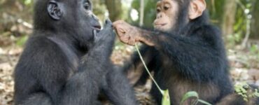 Due cuccioli di gorilla e scimpanzè che giocano e si abbracciano