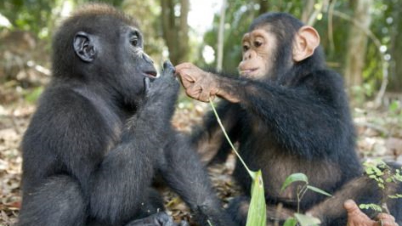 Due cuccioli di gorilla e scimpanzè che giocano e si abbracciano