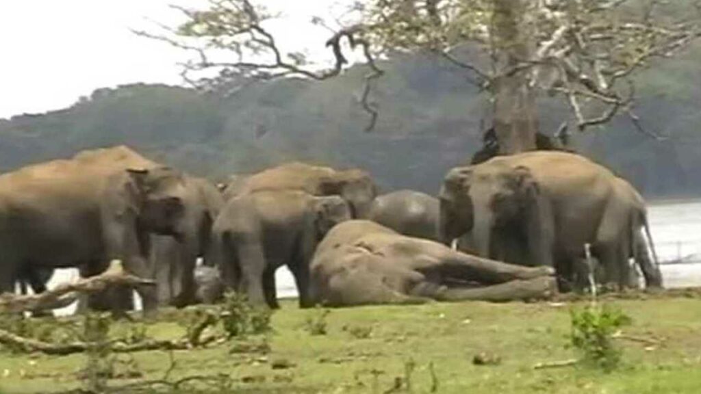 Elefanti salutano il capo branco