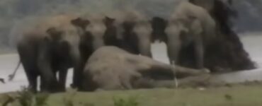 Elefanti attorno al capo branco morto