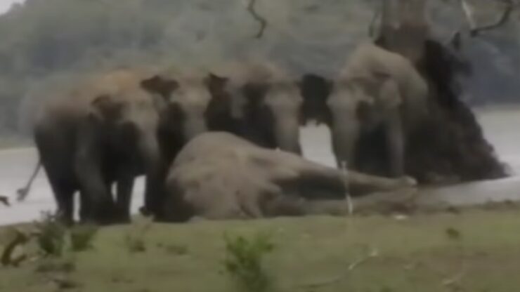 Elefanti attorno al capo branco morto