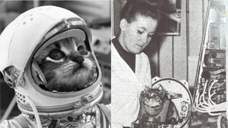 Félicette prima gatta lanciata nello spazio