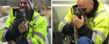 Camionista si commuove dopo aver ritrovato gatto