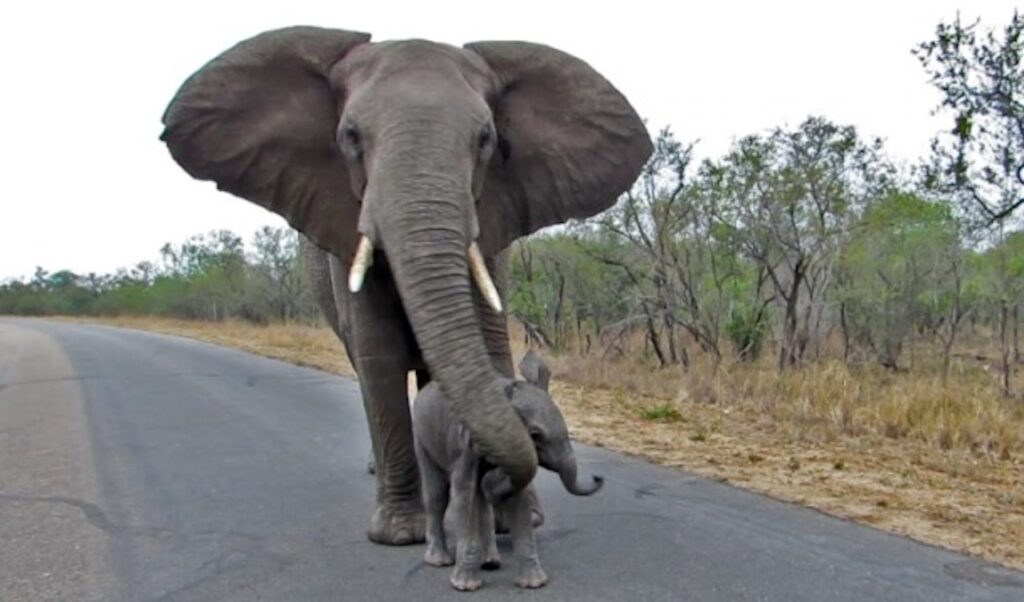Mamma elefante difende il suo cucciolo