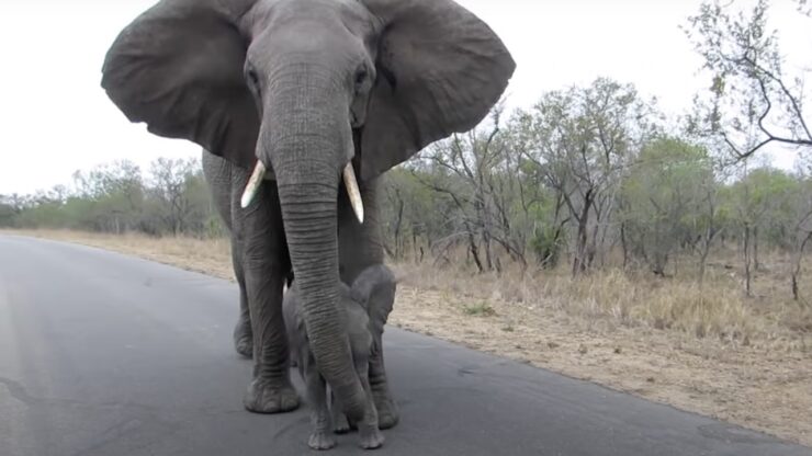 Mamma elefante si prende cura del suo cucciolo