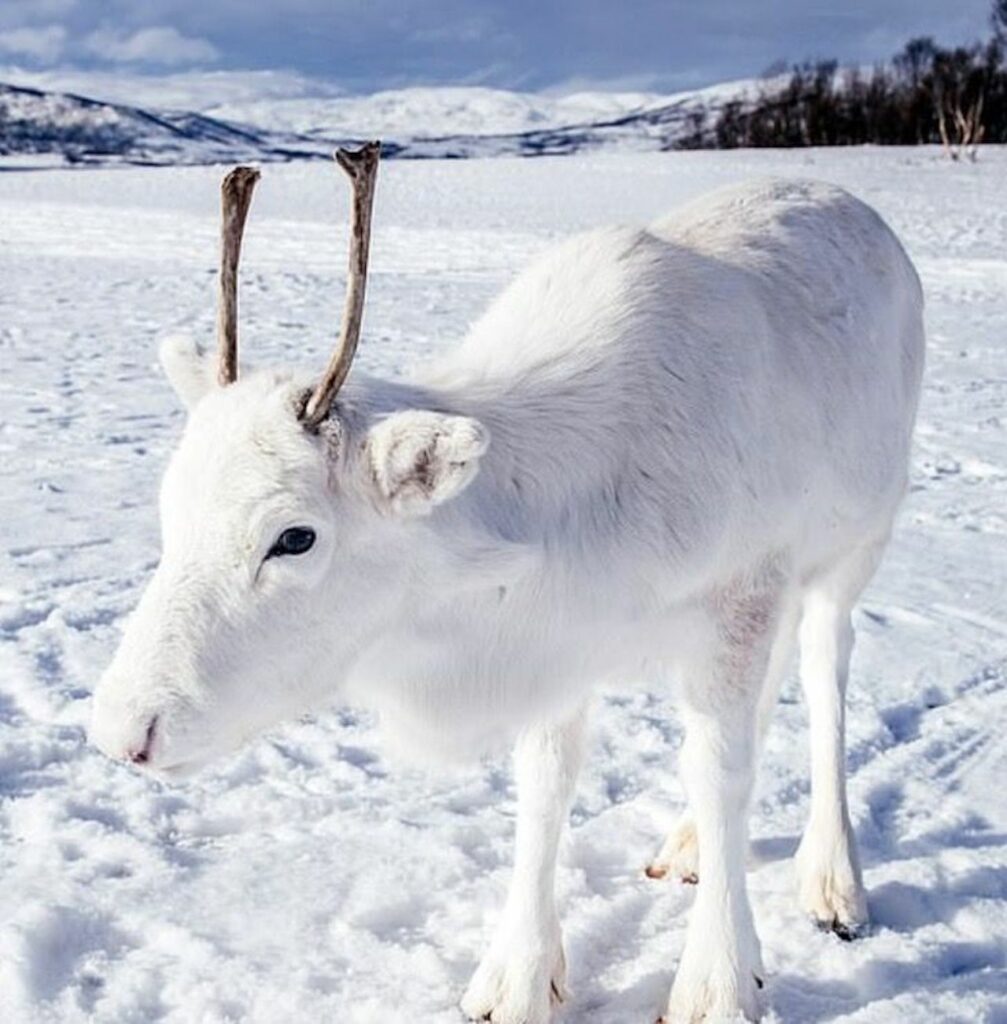 Renna bianca nella neve