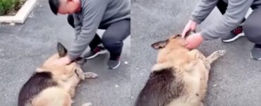 Addestratore polizia incontra la sua cagnolina