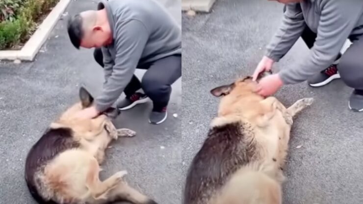 Addestratore polizia incontra la sua cagnolina