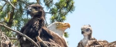 Aquila adotta cucciolo di falco