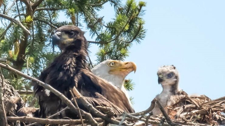 Aquila adotta cucciolo di falco