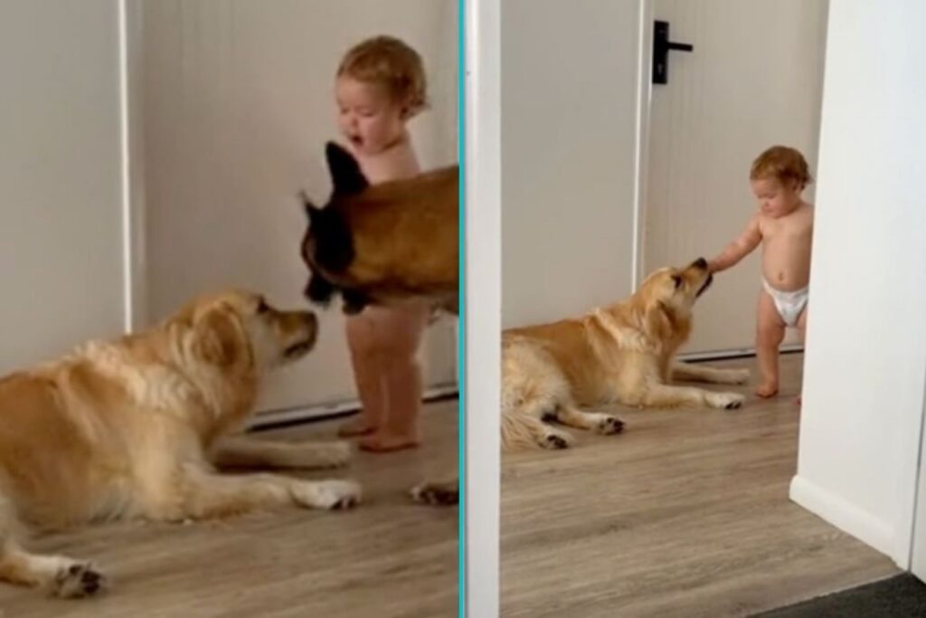 Bambino dà cibo al cane