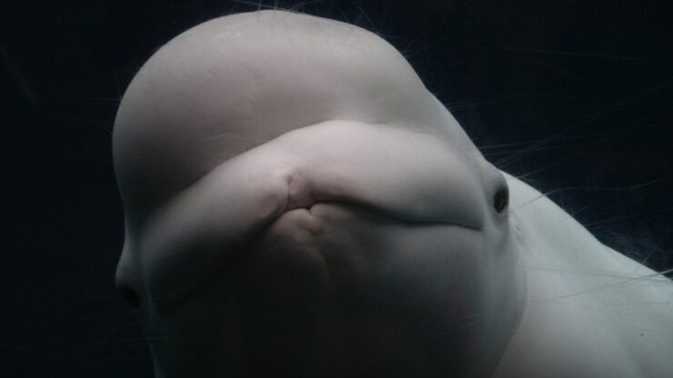 beluga hanno il GPS nel cervello ed emettono anche suoni per richiamarsi