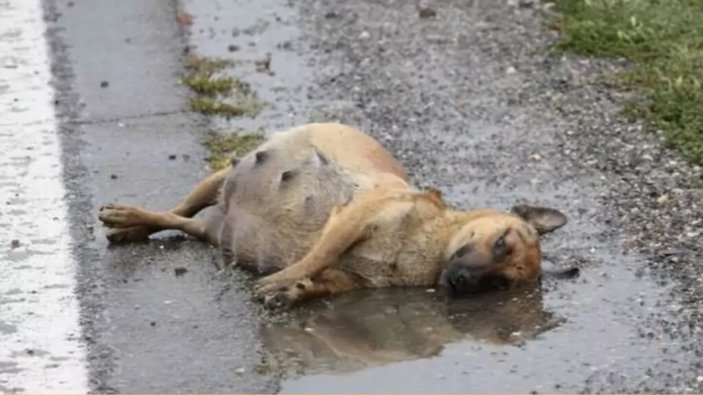 Cagnolina incinta trovata abbandonata per strada