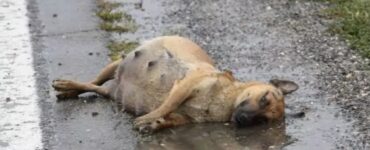 Cagnolina incinta trovata abbandonata per strada