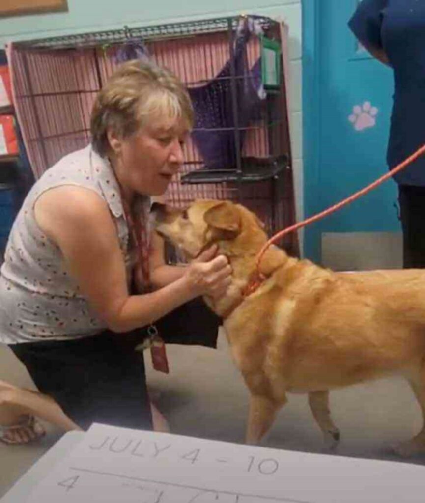 cagnolina ritrova la padrona