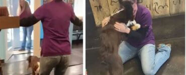 cagnolina piange di gioia