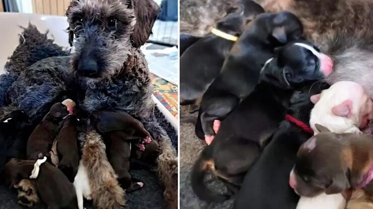 cagnolina randagia partorisce 13 cuccioli