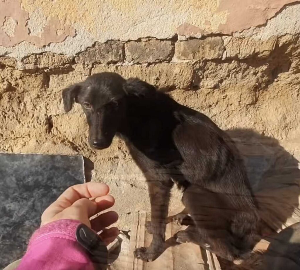 cagnolina scodinzola ai soccorritori