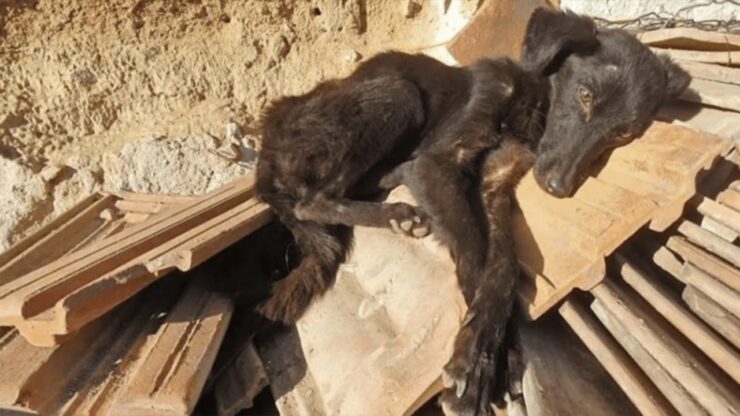 Cagnolina gravi condizioni scodinzola ai soccorritori