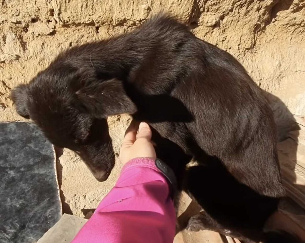 cagnolina e soccorritori