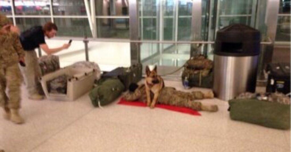 cagnolino si prende cura di un soldato che dorme