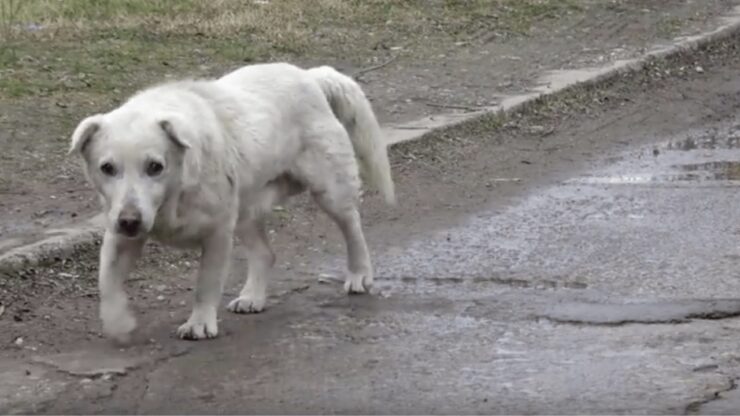 cagnolone salvato dalla strada