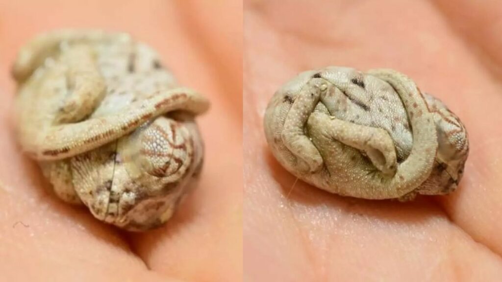 Un cucciolo di camaleonte non si rende conto di essere uscito dal suo uovo e rimane in posizione fetale