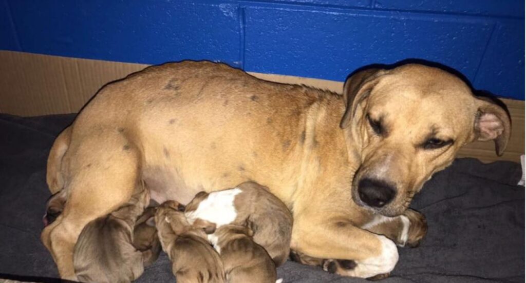 Il cane abbraccia i suoi soccorritori