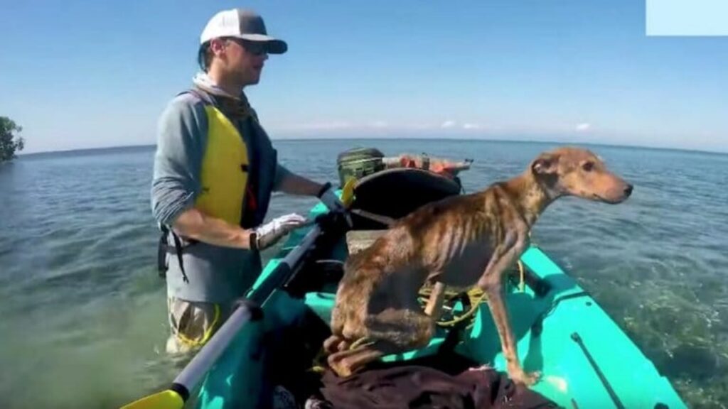 cane affamato trovato su una piccola isola