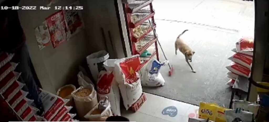 Cane prende l'autobus