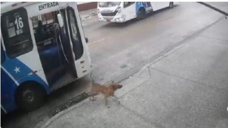 Cane prende l'autobus