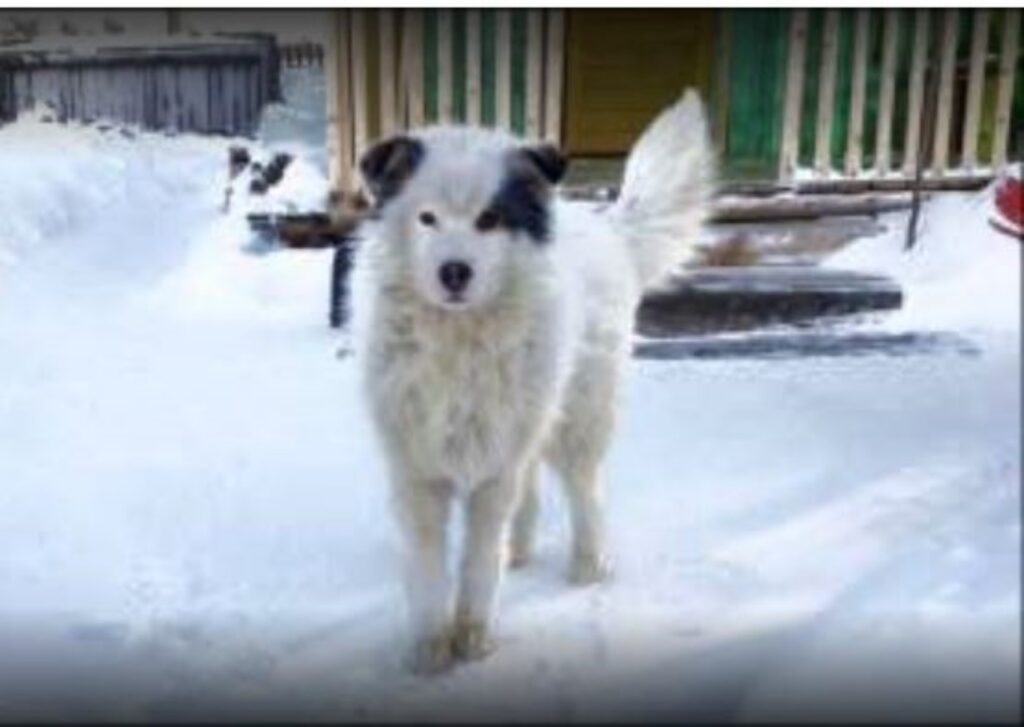 Cane protegge bambino dal freddo