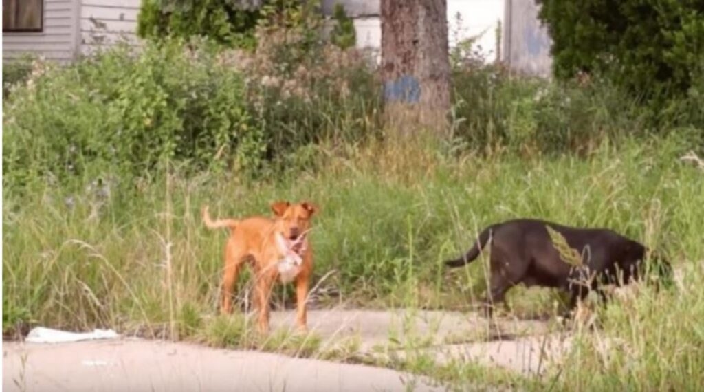 la triste storia di un cane che va alla ricerca di cibo