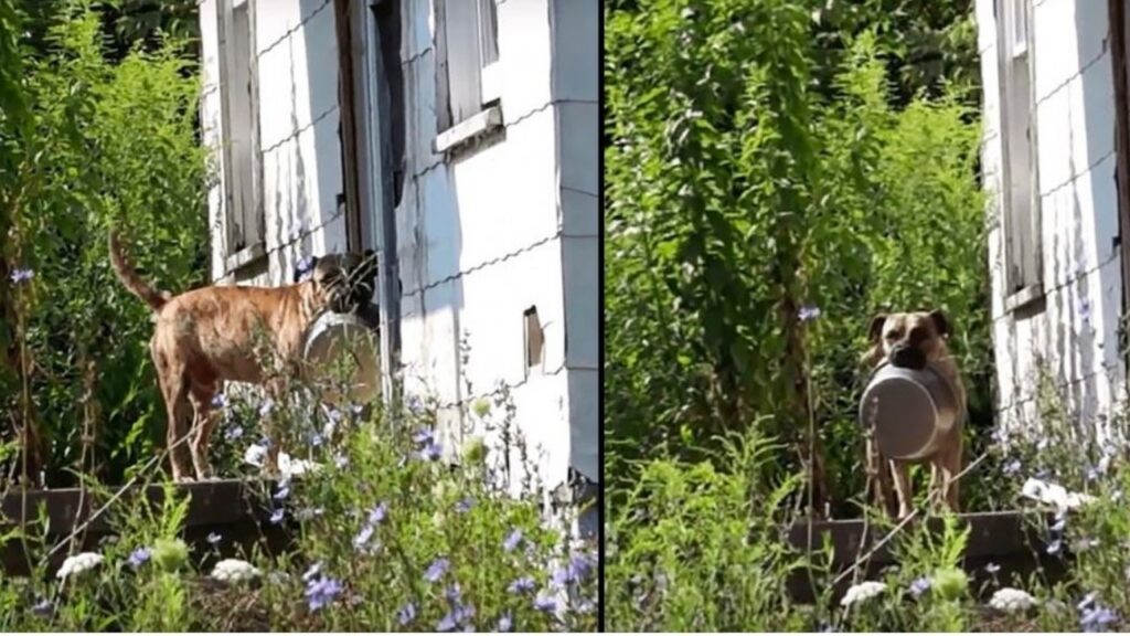 la storia di un cane che va alla ricerca di cibo