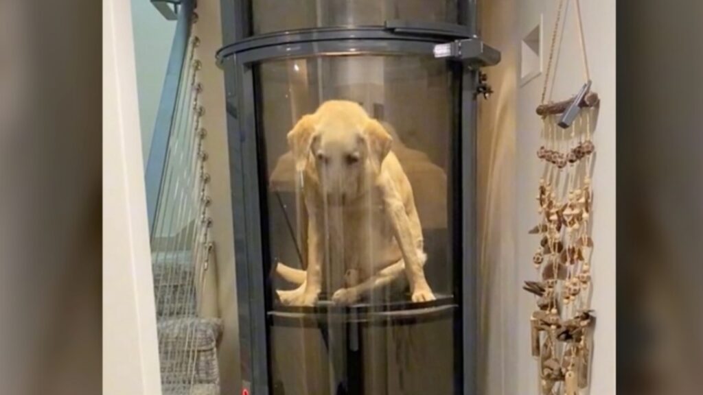 cane in ascensore