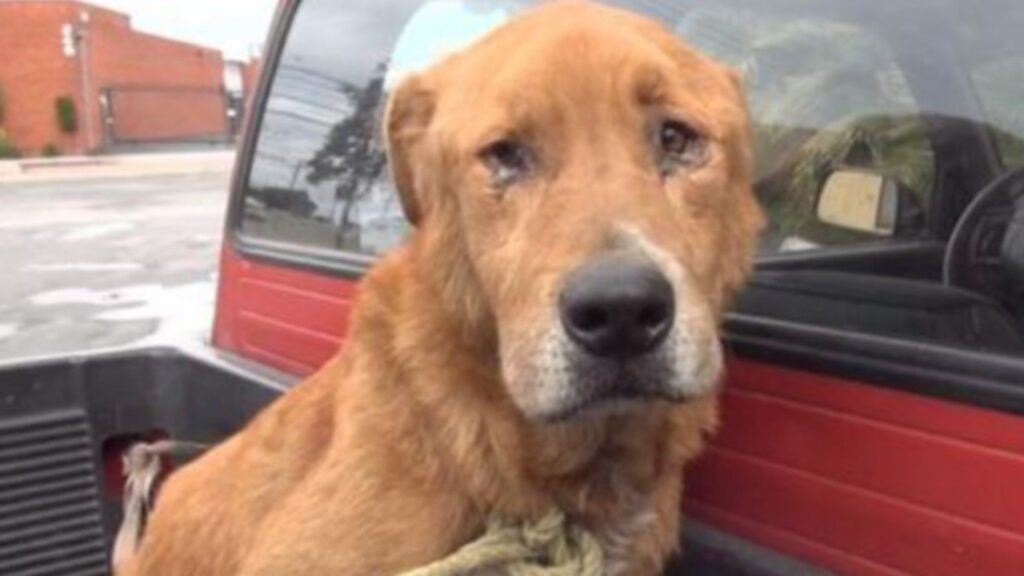 La triste storia di un cane abbandonato dalla sua famiglia