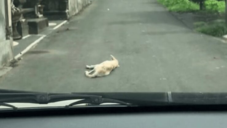 cane fermo in mezzo alla strada, l'auto non procede