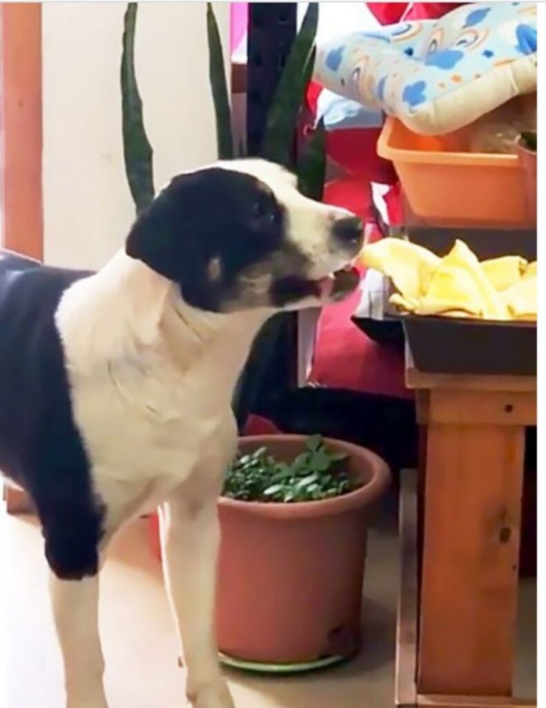 Cane ruba il cibo e gioisce per la sua impresa