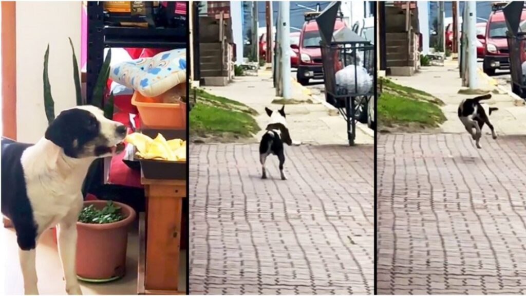 Cane ruba il cibo e gioisce per la sua impresa