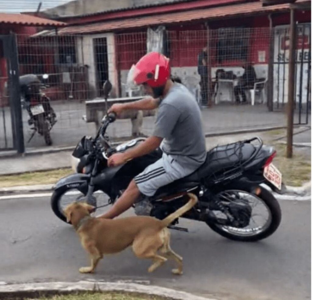 la storia del cane che prende parte ad un esperimento