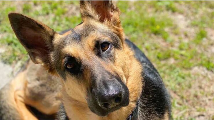 Cane trova un rimedio per non sentire la mancanza del padrone