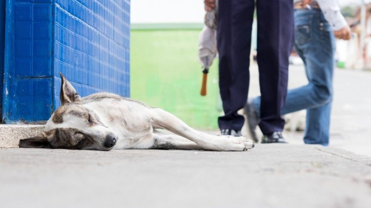 cani aspetta il proprietario fuori dall'ospedale