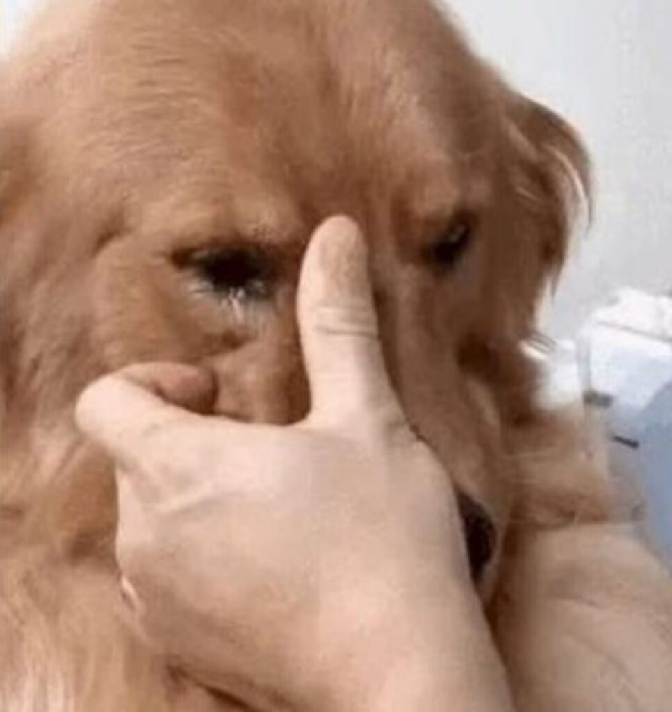 La commovente reazione del cane alla vista del suo ex padrone