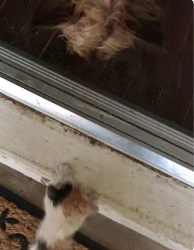 Cane porta un gatto a casa