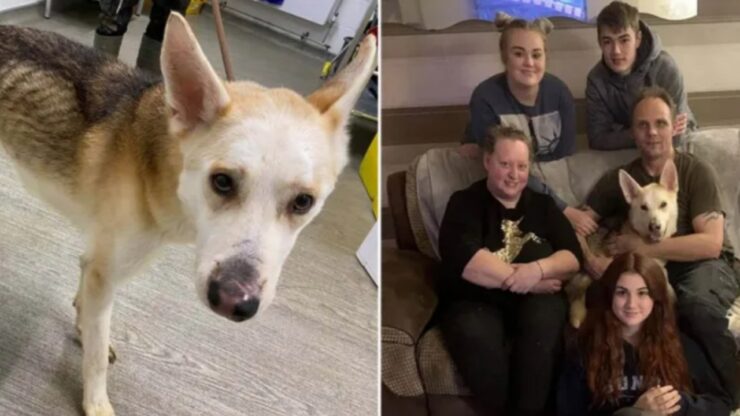 cane viene ritrovato dopo 8 anni a 500km di distanza