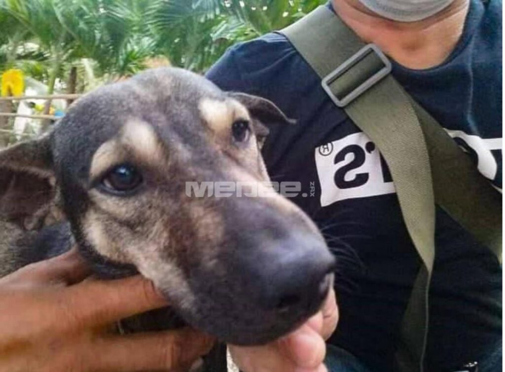 cane abbaia ai passanti per salvare un neonato abbandonato in una discarica