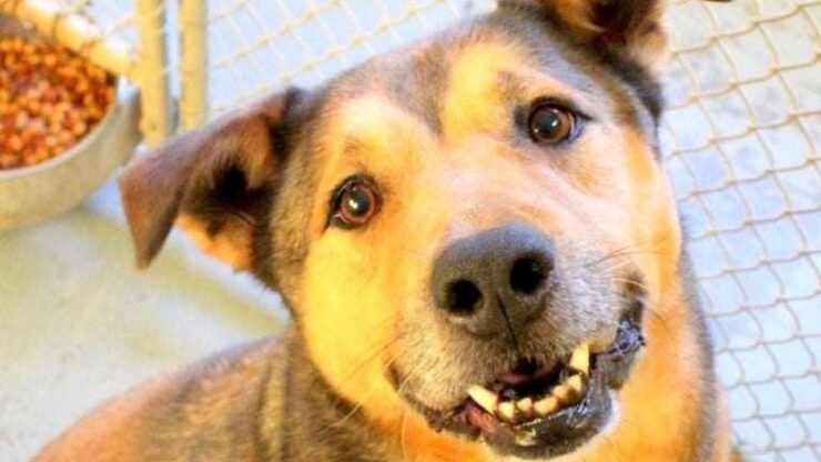 cane triste dopo 6 anni di rifiuto, viene adottato da un ragazzo