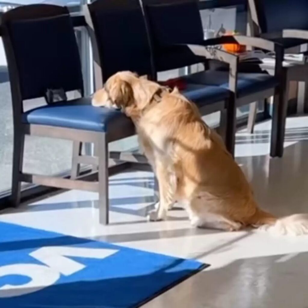 cane guarda video scoiattoli