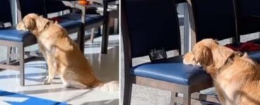 Cane guarda un video di scoiattoli dal veterinario